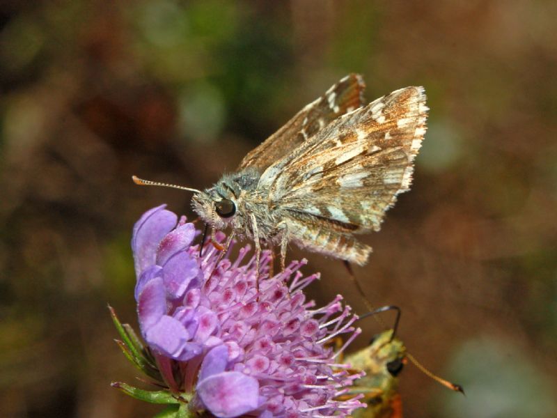 Ancora un Hesperiidae